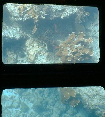 live reef