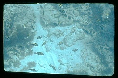 reef with fish