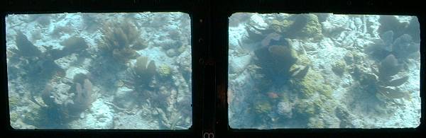 sea fans through glass bottom