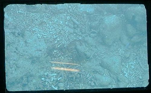 dead coral and rubble