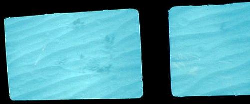 glass bottomed view of sandy bed