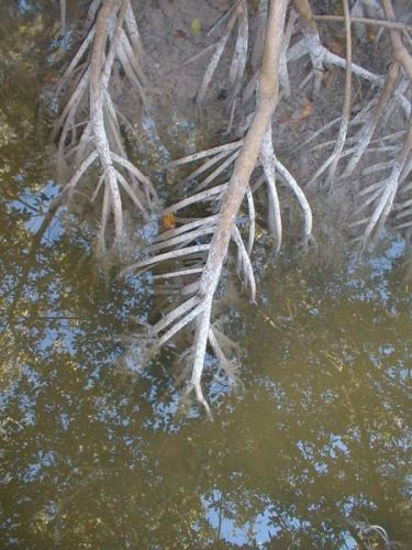 red mangrove roots