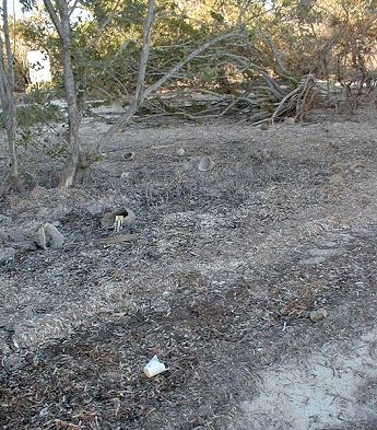 debris