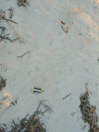 tracks