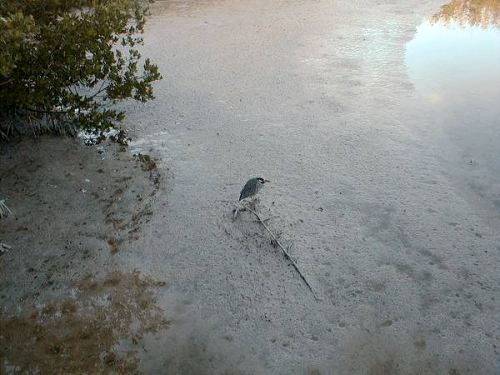 muddy creek at low tide, with heron