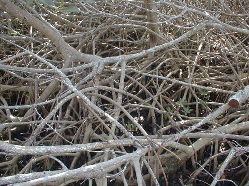 mangrove roots