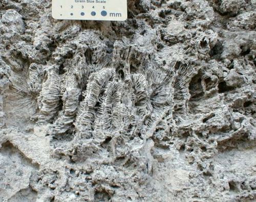 Corals in quarry