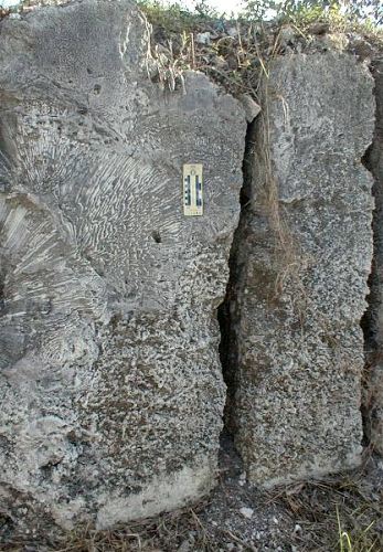 Corals in quarry