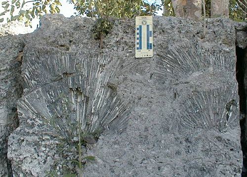 Corals in quarry
