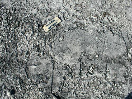 Corals in quarry floor