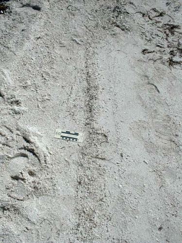 swash line in sand