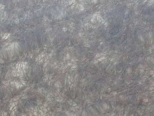 sea grass bed