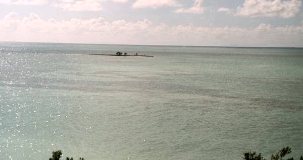 mangrove island