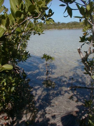 mangroves