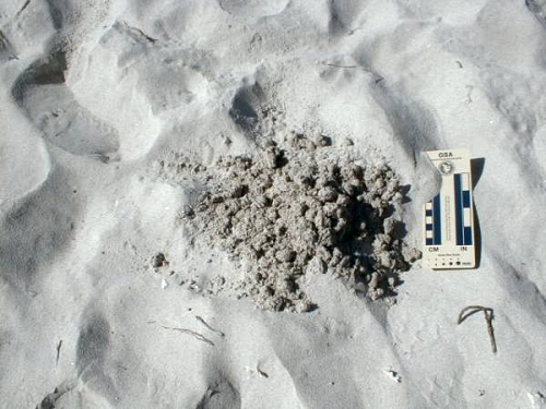 burrow