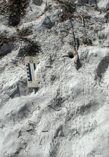tracks and burrows