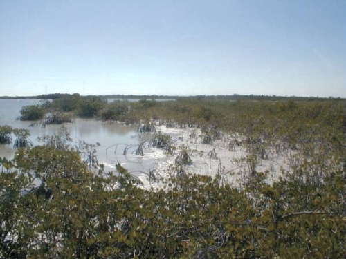 small mangroves in carbonate mud