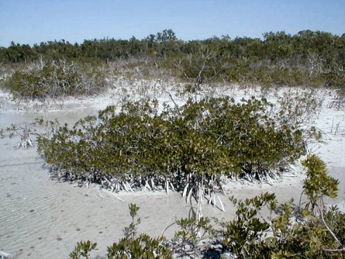 small mangroves in carbonate mud
