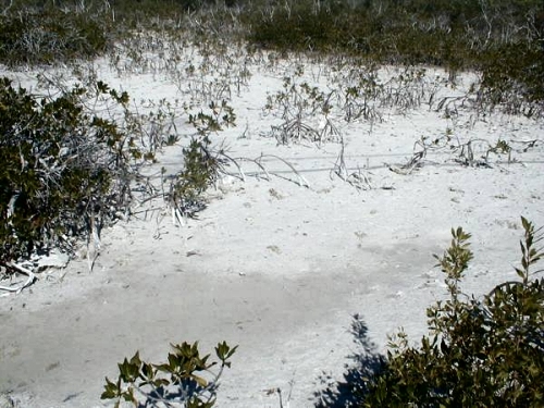 small mangroves in carbonate mud