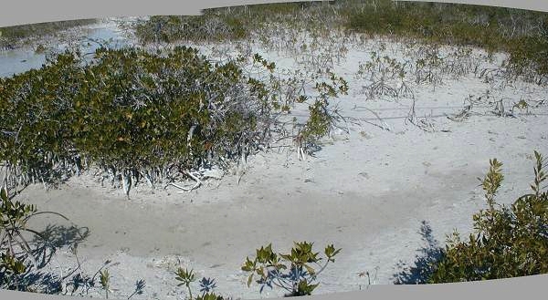small mangroves in carbonate mud