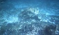 fallen elkhorn coral