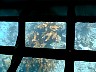 coral close-up