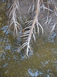 mangrove roots