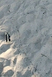 tracks