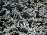 irregular surface of rock platform