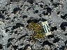 irregular surface of rock platform, with plants